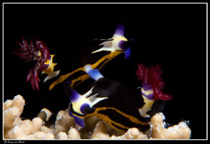 Nembrotha-megalocera mating... by Dray Van Beeck 